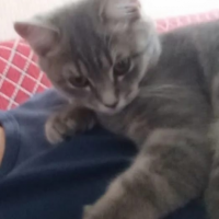 Потеряно:  кошка кошка