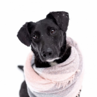 Отдам в добрые руки:  жемчужина