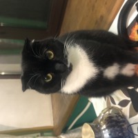 Пропала кошка!