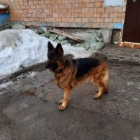 Пропала немецкая овчарка УЛЬЯНОВСК