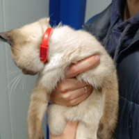 Найдено:  кошка кошечка