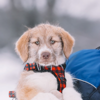 Отдам в добрые руки:  собака