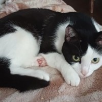 Пропала кошка