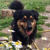 Пропал пёс.зовут Чопа .район Бугроака