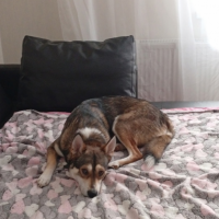 Отдам в добрые руки:  кобель