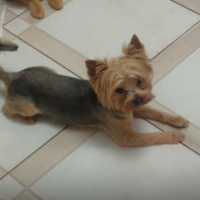 Найдено:  йорк собак