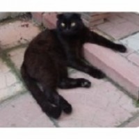 Пропал чёрный кот