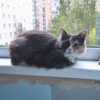 Пропала кошка