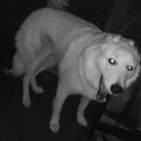 Пропала собака Благовещенск (Амурская обл.)