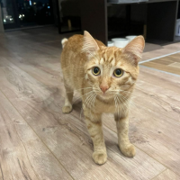 Отдам в добрые руки:  рыжик сэм котенком