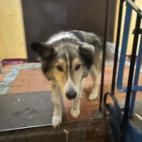 Потерян, чей