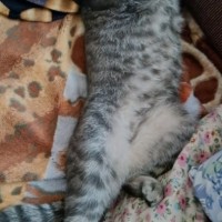 Пропал кот на Свердлова