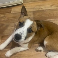 Пропал щенок