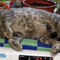 Пропал кот на Свердлова