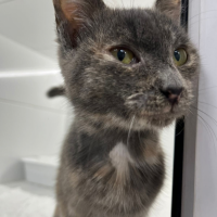 Найдено:  кошечку варежку