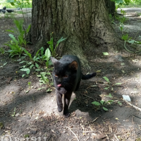 Найдено:  кошка кошка кошка