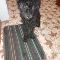 Найдено:  собака