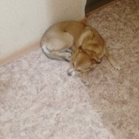 Пропала собака