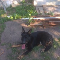 Потерялась немецкая овчарка черного цвета.