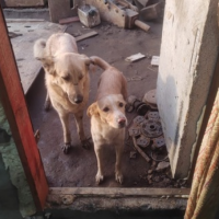 Потеряно:  собака собака