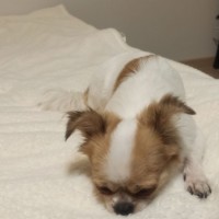 Найден чихуахуа