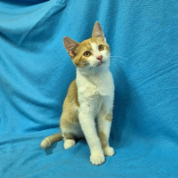 Отдам в добрые руки:  кастрирован