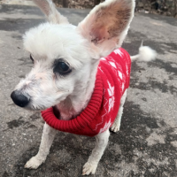 Найдено:  собака собака