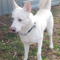 Отдам в добрые руки:  альф