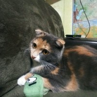 Пропала кошка