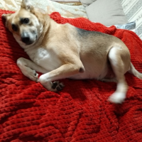 Потеряно:  собака