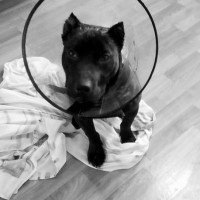 Пропал щенок