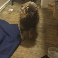 Потеряно:  собака собака