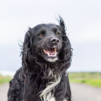 Отдам в добрые руки:  спаниеля