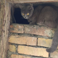 Найдено:  кошка