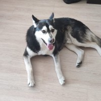 Нашли Собаку