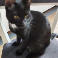 Пропал кот Мур с зелёным ошейником с белой грудкой