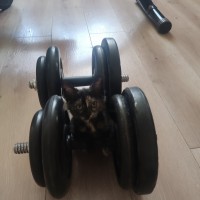 Ищу добрые руки