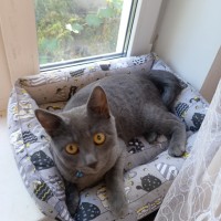 Потерялся котейка. Район 13 школы Белгород.