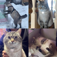 Потеряно:  шерсть голубые глаза ошейник