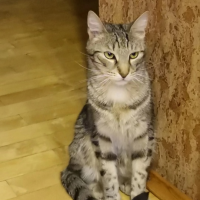 Потеряно:  кот кот