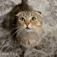 Потеряно:  кошка