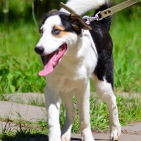 Собака в хорошие руки