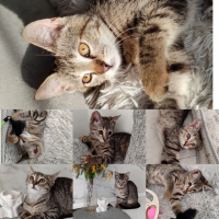 Отдам в добрые руки:  красавица сонечка