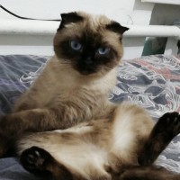 Пропала любимица всей семьи, без неё жизнь не мила.