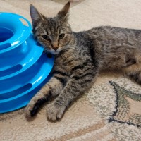 Потерялась серая кошка