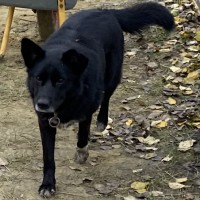 Потеряно, собака