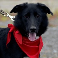 Собака в хорошие руки