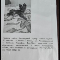 Потеряно:  собака