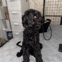 Потеряно:  собака собака