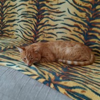 Найден не кострированный рыжий кот